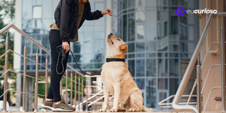 Aplicativos para treinar cães