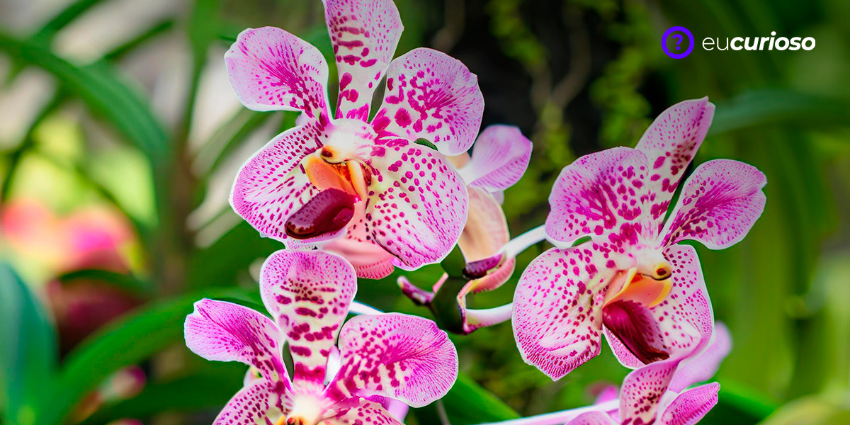 Melhores aplicativos para aprender a cuidar de orquídeas