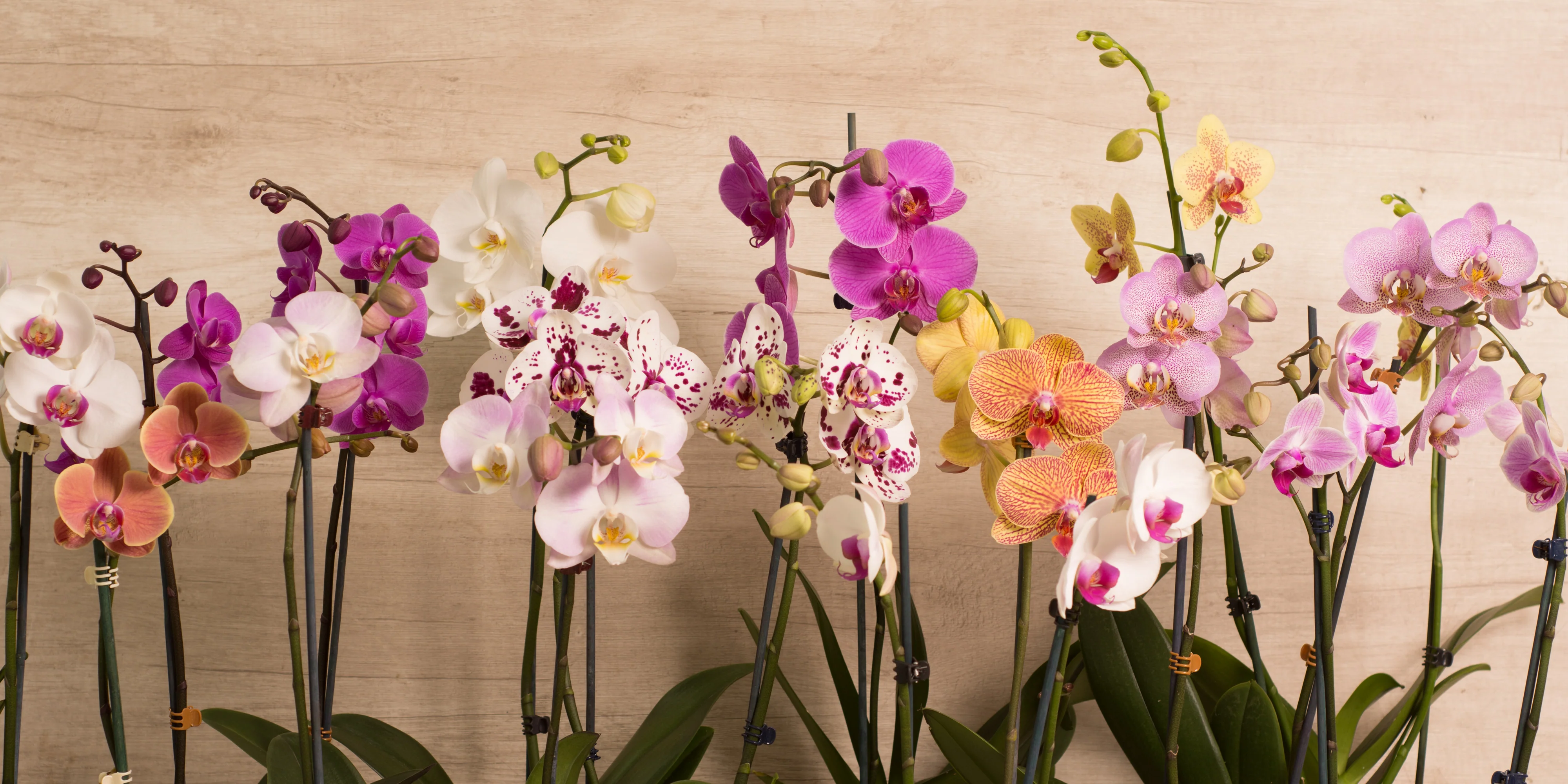 Aplicativos para aprender a cuidar de orquídeas: 2 opções para você - Fonte: Reprodução

